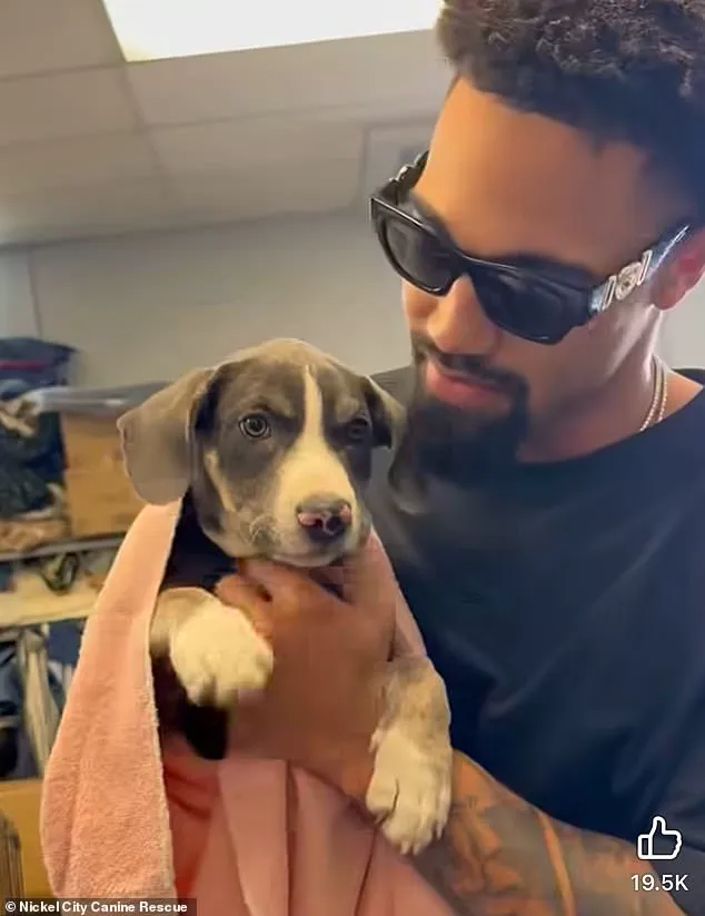 Buffalo Bills' Khalil Shakir: 'These dogs deserve a second chance' as he rescues 19 from euthanasia