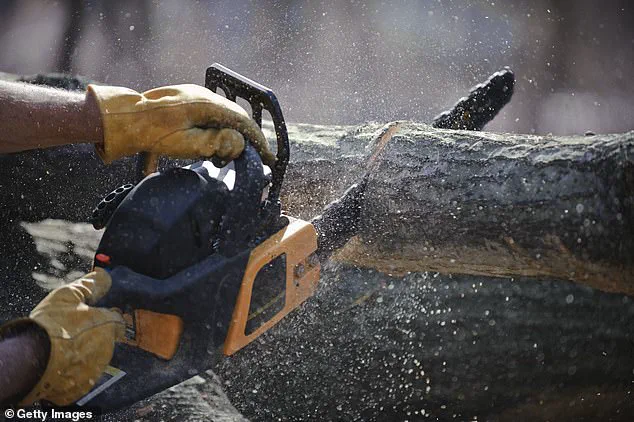 Why You Should Think Twice Before Cutting Overgrown Trees: Legal Risks, Fines, and Neighborly Tensions