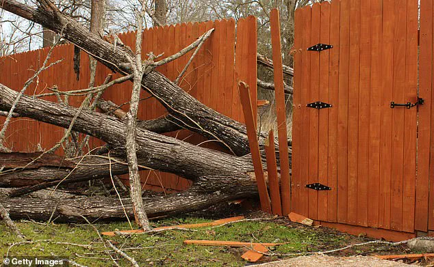 Why You Should Think Twice Before Cutting Overgrown Trees: Legal Risks, Fines, and Neighborly Tensions