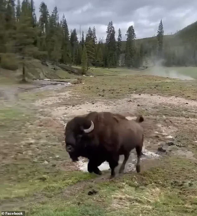 Jake Slater's Viral Bison 'Dance' Video Faces Backlash as Experts Warn of Alarming Behavior