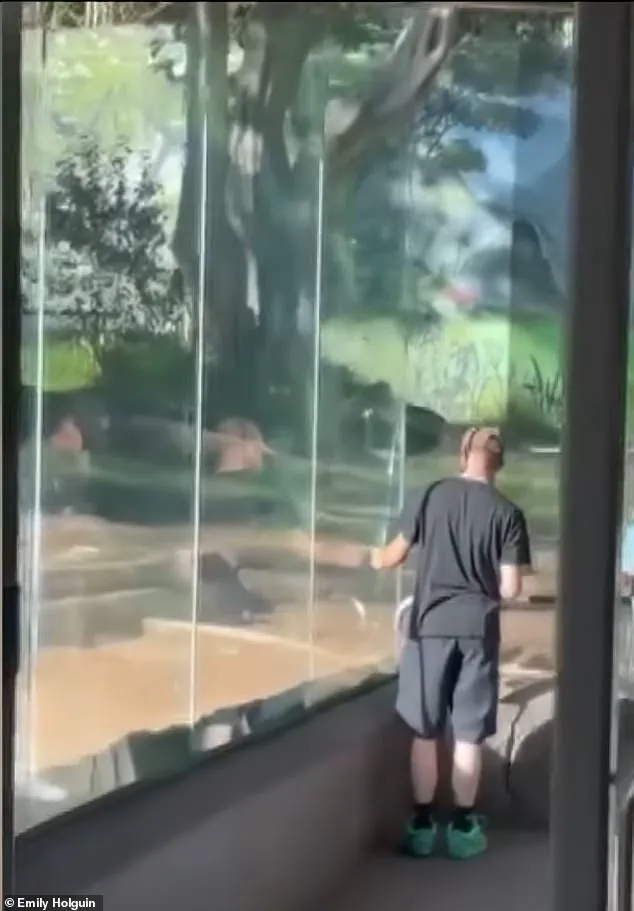 San Diego Zoo Gorilla Incident Raises Questions About Safety Protocols and Public Risk