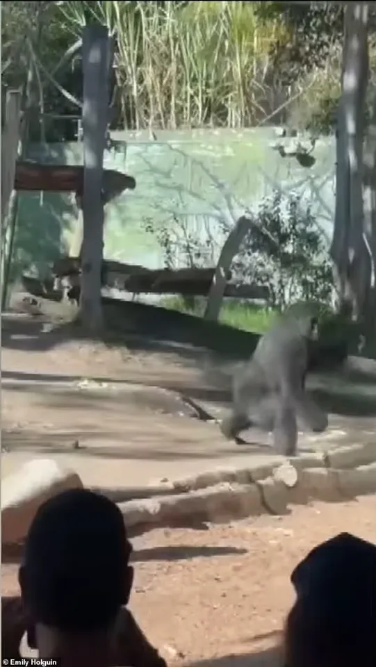 San Diego Zoo Gorilla Incident Raises Questions About Safety Protocols and Public Risk
