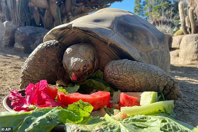 Exclusive: Inside the Untold Story of Gramma the Galapagos Tortoise's Final Days at San Diego Zoo
