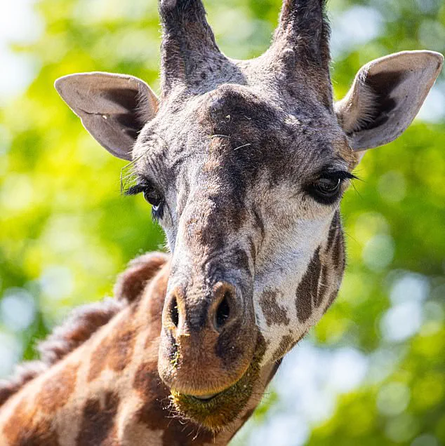 Endangered Giraffe Kiko Dies in Freak Accident at Toronto Zoo, Prompting Conservation Safety Reviews