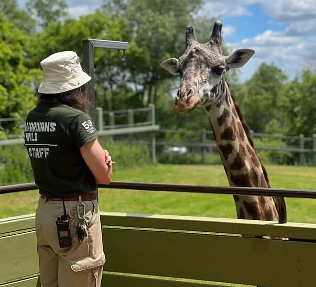 Endangered Giraffe Kiko Dies in Freak Accident at Toronto Zoo, Prompting Conservation Safety Reviews