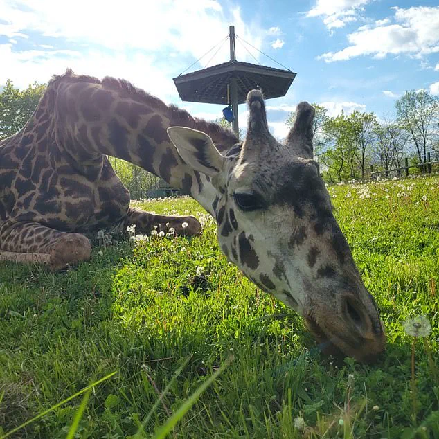 Endangered Giraffe Kiko Dies in Freak Accident at Toronto Zoo, Prompting Conservation Safety Reviews