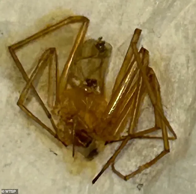 Late-Breaking: Florida Resident Sues Grand Oak Apartments Over Alleged Spider Infestation Negligence Leading to Amputation