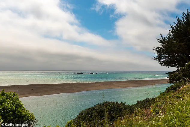 California Surfer Injured in Shark Attack Off Gualala Coast, Raises Questions About Human-Wildlife Coexistence