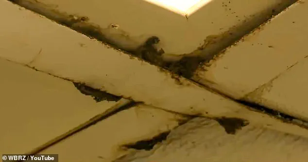 Ignoring Health and Safety Regulations: The Dismal State of a Louisiana Wendy's Restaurant