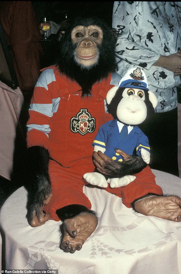 From Spotlight to Serenity: Bubbles the Chimpanzee's Quiet Retirement in Florida