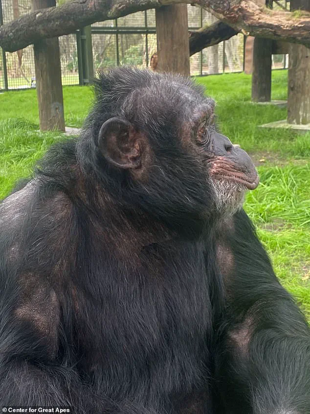 From Spotlight to Serenity: Bubbles the Chimpanzee's Quiet Retirement in Florida