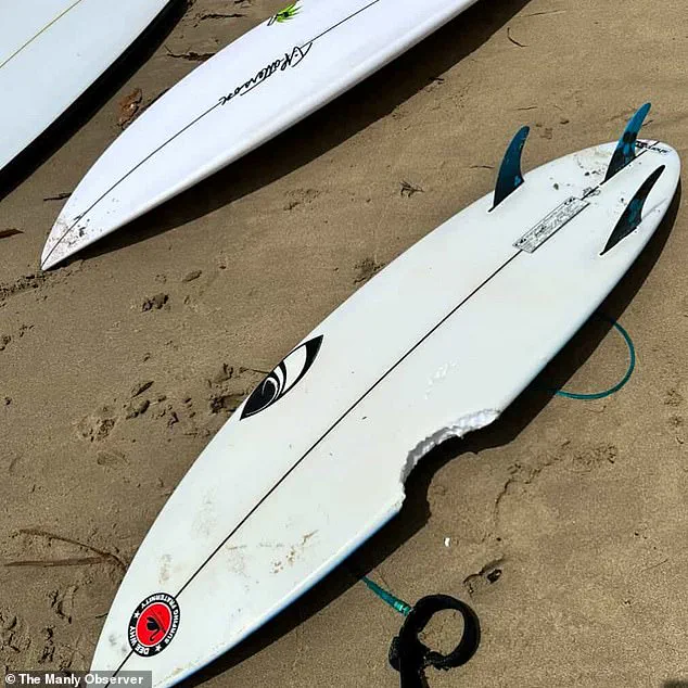 Exclusive: Authorities on High Alert After Multiple Shark Attacks on Sydney's Northern Beaches