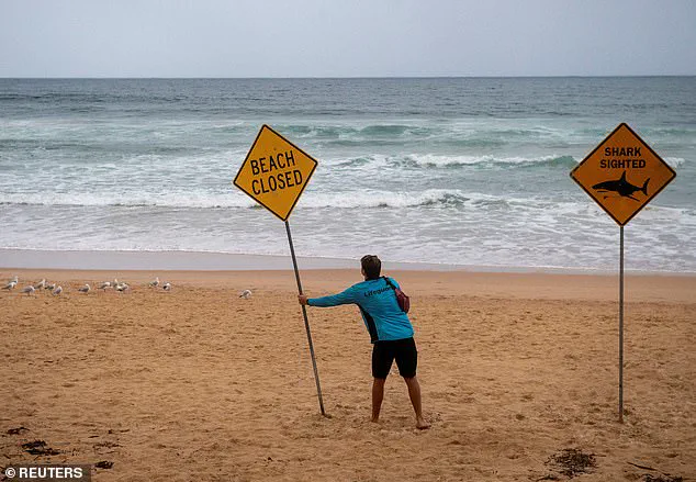Exclusive: Authorities on High Alert After Multiple Shark Attacks on Sydney's Northern Beaches