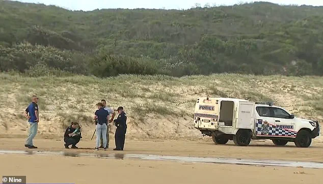 Dingo Attack Sparks Debate Over Wildlife Management and Tourist Safety Regulations in Queensland
