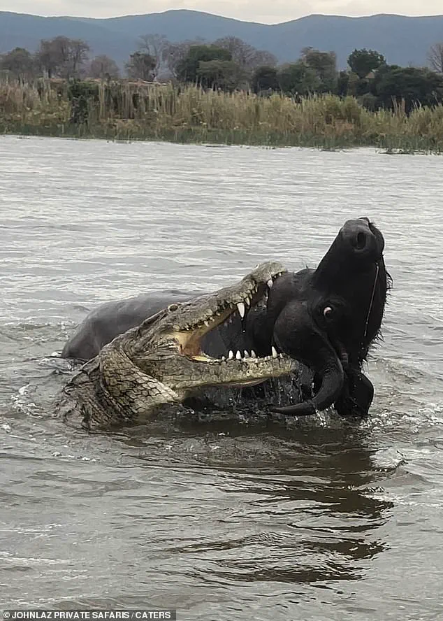 Lower Zambezi Buffalo Incident: The Man Who Witnessed the Unseen Danger