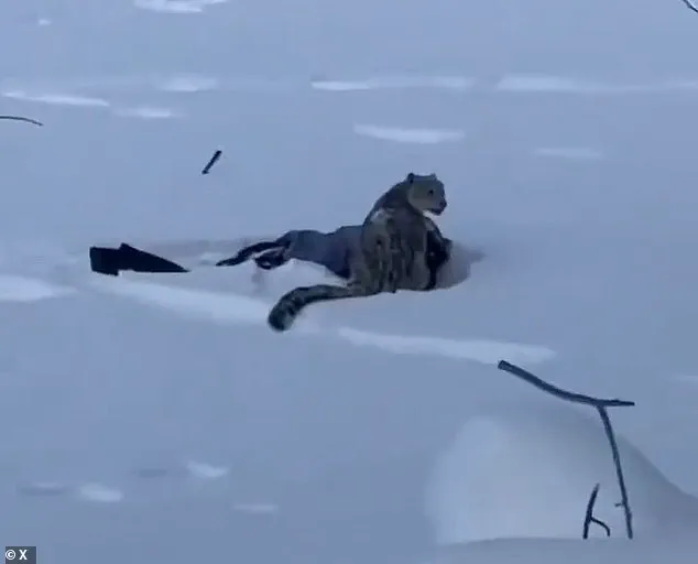 Tourist Seriously Injured After Dangerous Selfie Attempt with Snow Leopard in China's UNESCO Global Geopark