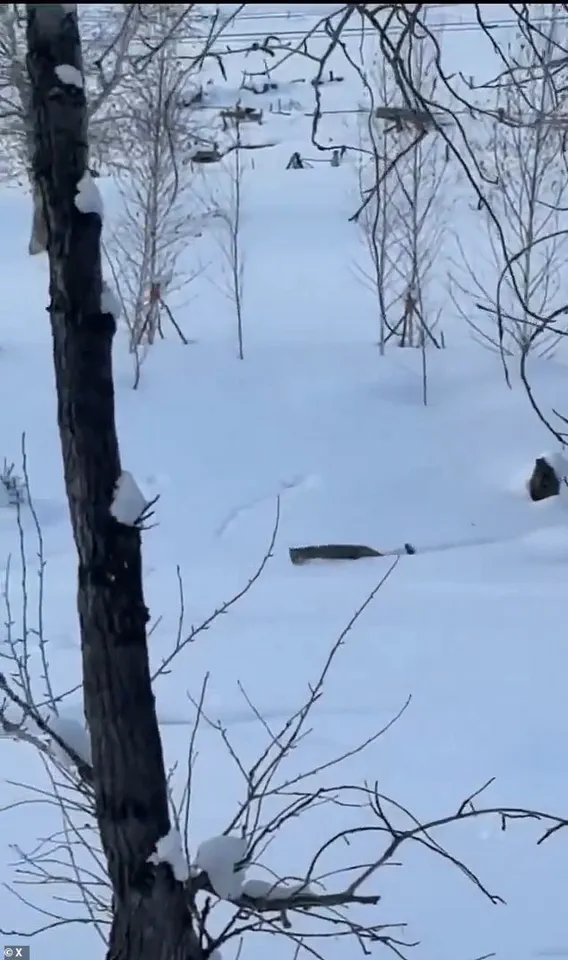 Tourist Seriously Injured After Dangerous Selfie Attempt with Snow Leopard in China's UNESCO Global Geopark