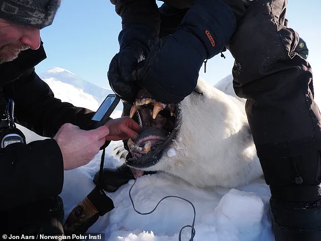 Exclusive Insights: Svalbard Polar Bears Defy Expectations with Surprising Weight Gain Amid Melting Ice