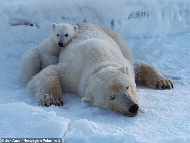 Exclusive Insights: Svalbard Polar Bears Defy Expectations with Surprising Weight Gain Amid Melting Ice