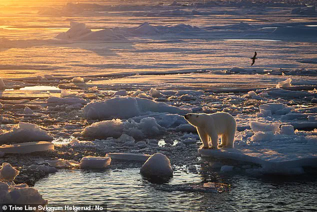 Exclusive Insights: Svalbard Polar Bears Defy Expectations with Surprising Weight Gain Amid Melting Ice