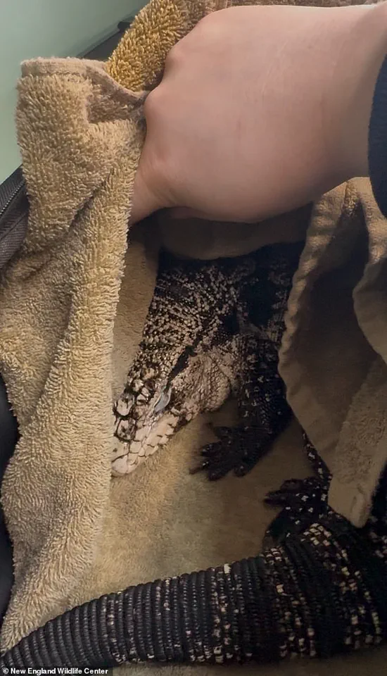 Late-Breaking: Surreal Discovery of Tropical Tegu Lizard in Providence Snowbank as Cold Snap Grips New England