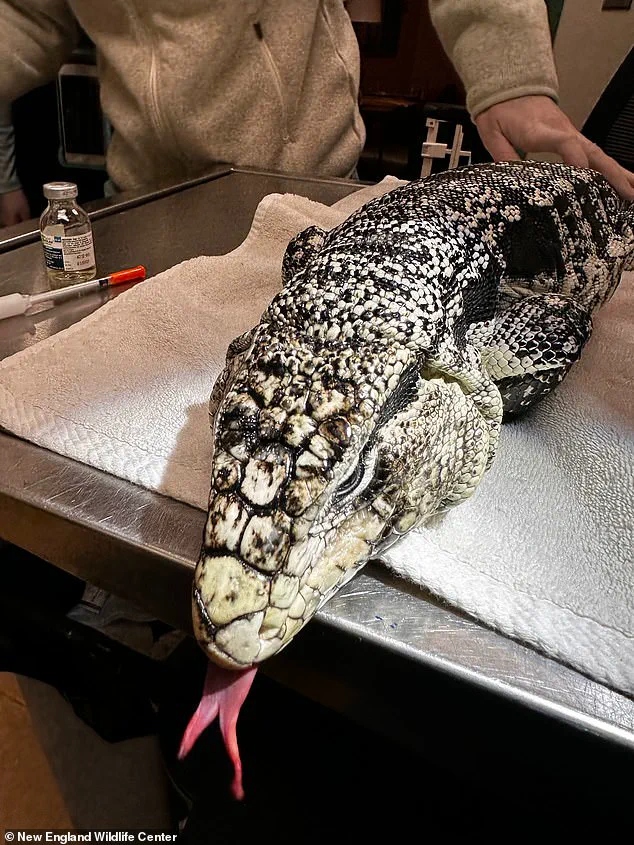 Late-Breaking: Surreal Discovery of Tropical Tegu Lizard in Providence Snowbank as Cold Snap Grips New England