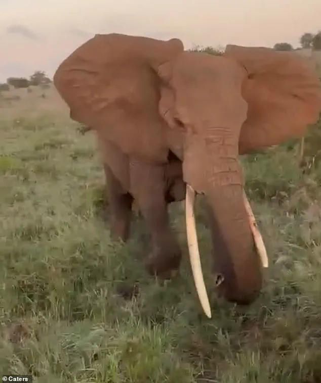 Elephant Attack in Serengeti Shatters Safari Vehicle, Leaves Tourists in Chaos