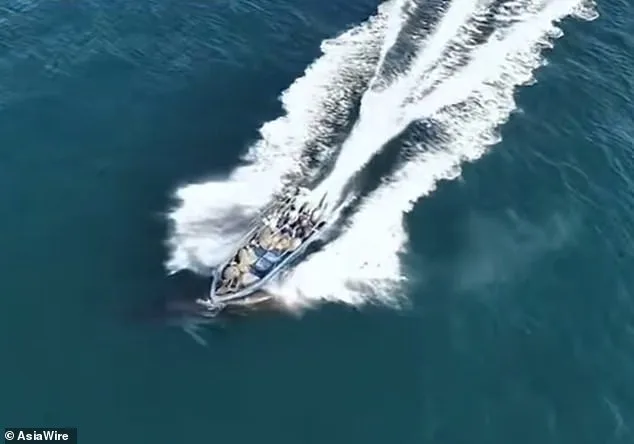 Fishing Boat Strikes Protected Bryde's Whale Off Weizhou Island