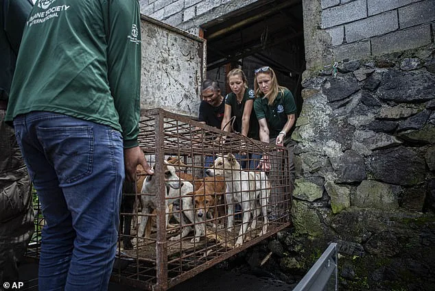 From Slaughterhouse to Sanctuary: Kronk's Remarkable Survival Against the Odds