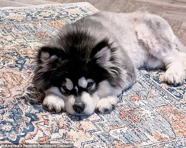 From Slaughterhouse to Sanctuary: Kronk's Remarkable Survival Against the Odds