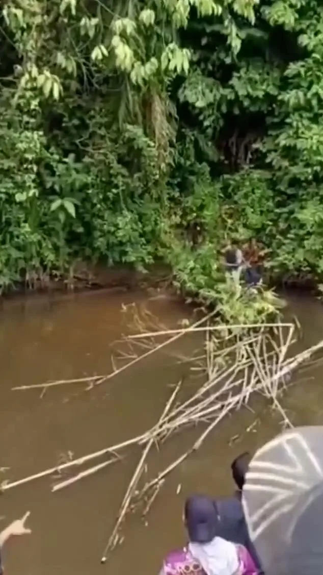 Terrifying Crocodile Attack in Aceh Province Claims Life of 35-Year-Old Woman