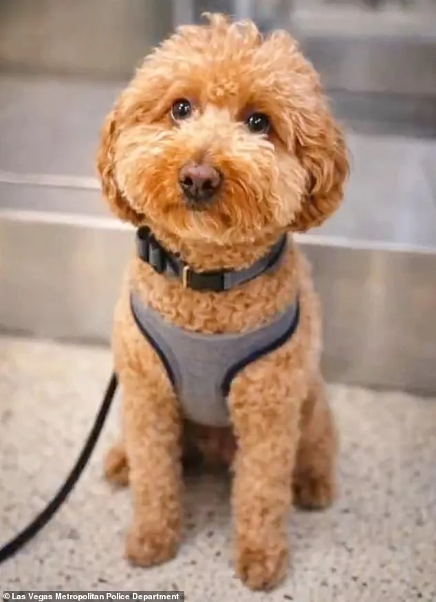 Las Vegas Woman Charged with Animal Abandonment After Leaving Puppy Tied at Airport
