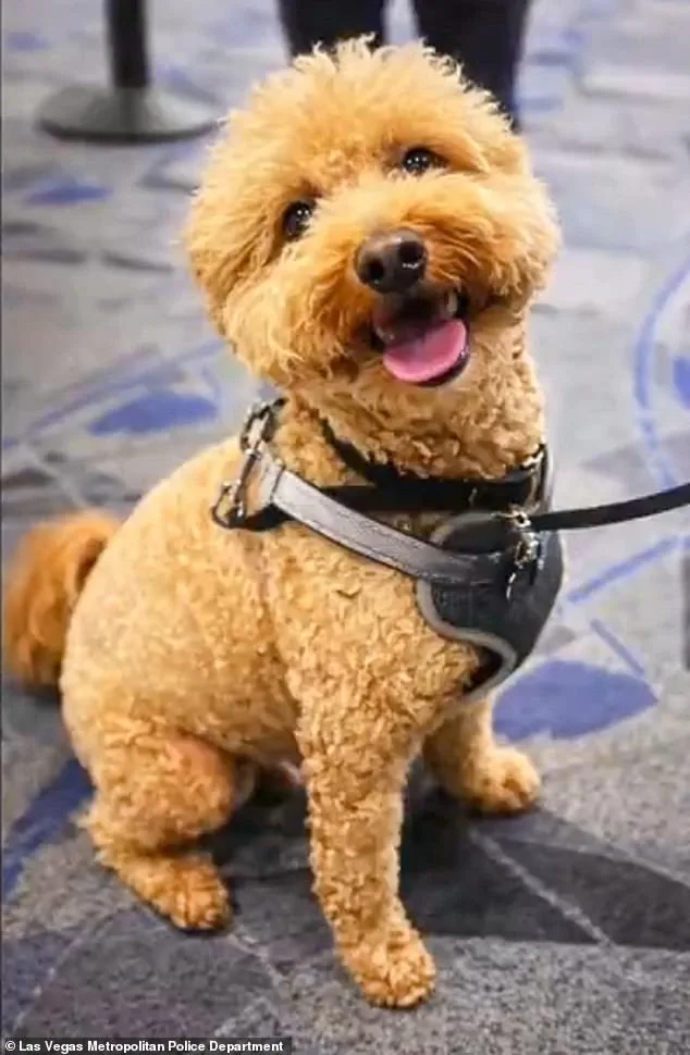 Las Vegas Woman Charged with Animal Abandonment After Leaving Puppy Tied at Airport
