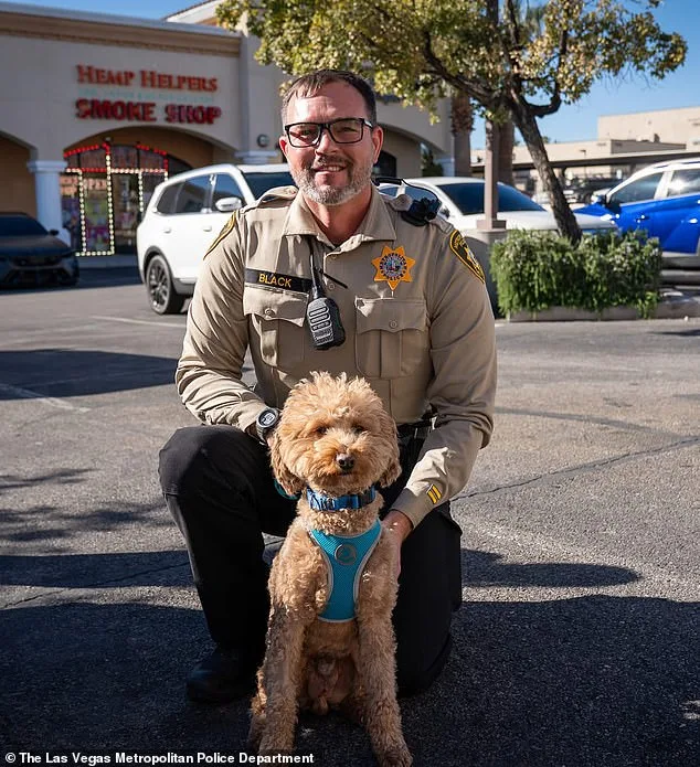 Abandoned Dog Finds Second Chance After Airport Rescue Efforts