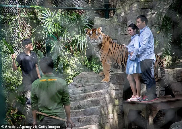 72 Tigers Die from Canine Distemper Virus at Thailand's Tiger Kingdom Chiang Mai