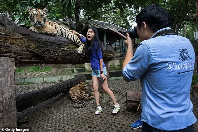 72 Tigers Die from Canine Distemper Virus at Thailand's Tiger Kingdom Chiang Mai
