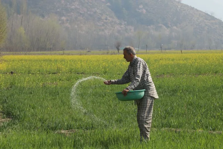 As the Gulf Crisis Looms, Punjab Farmers Face a Harvest of Uncertainty