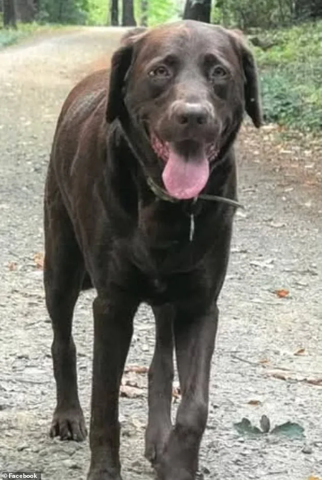 Lethal Puddle Claims Dog's Life, Prompting Calls for Safety Reforms and Accountability