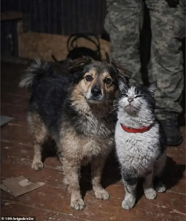Ukrainian Drone Executes Daring Mercy Mission, Rescuing Animals from War Zone Near Kupyansk