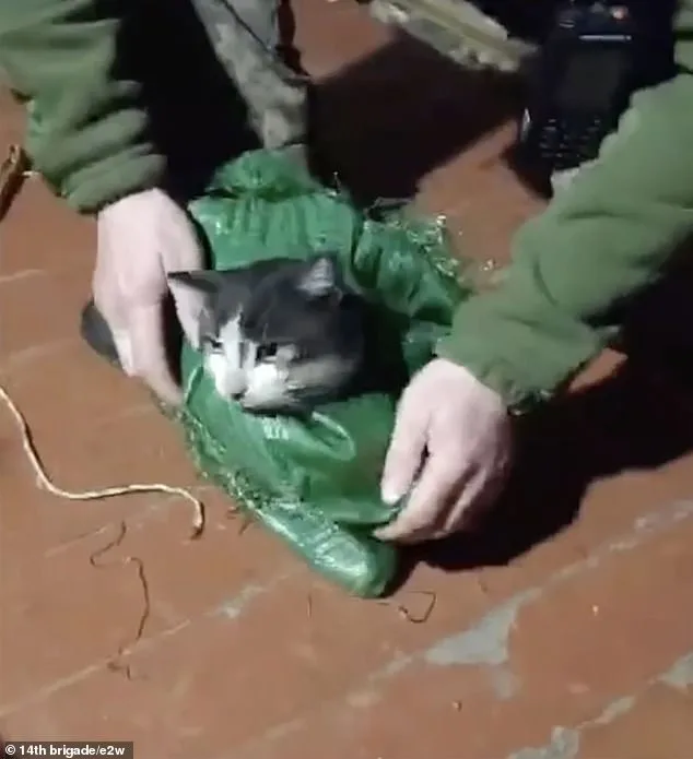 Ukrainian Drone Executes Daring Mercy Mission, Rescuing Animals from War Zone Near Kupyansk