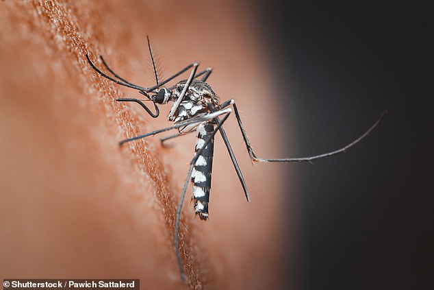Climate change expands Asian tiger mosquito range, threatening Chikungunya spread in Europe and North America.