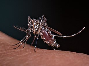 Climate change expands Asian tiger mosquito range, threatening Chikungunya spread in Europe and North America.