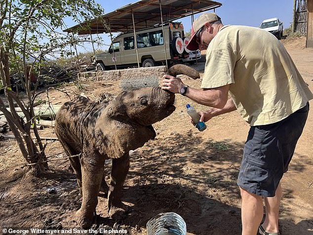 Kenyan researchers reunite orphan elephant calf with family herd.