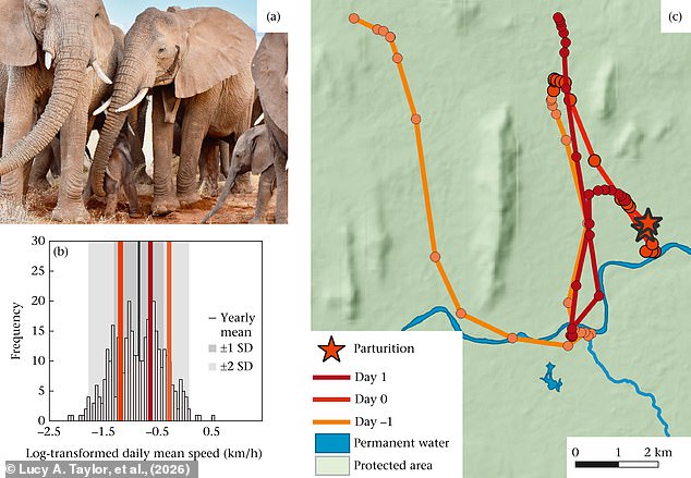 Kenyan researchers reunite orphan elephant calf with family herd.