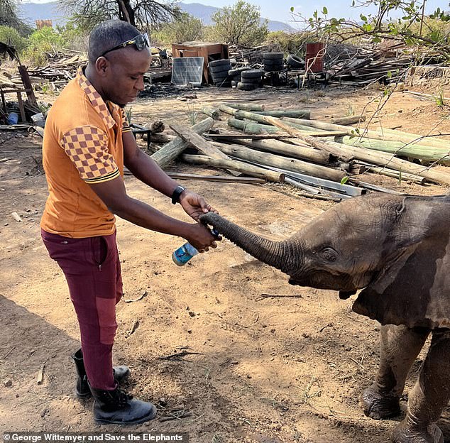 Kenyan researchers reunite orphan elephant calf with family herd.