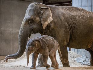 Kenyan researchers reunite orphan elephant calf with family herd.