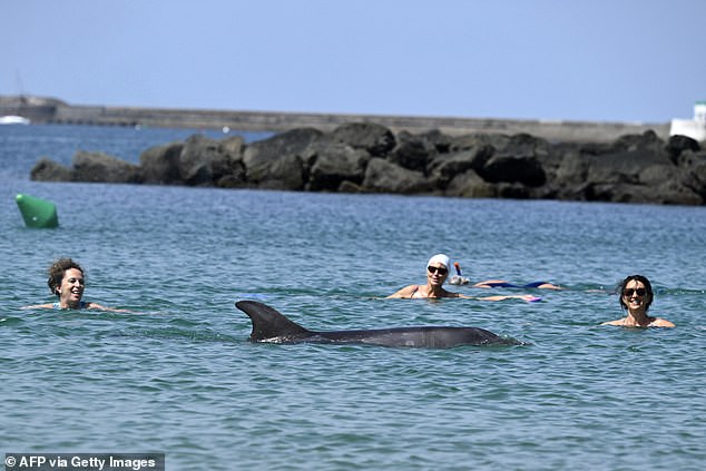 Separate dolphin in France faces danger as crowds surround her