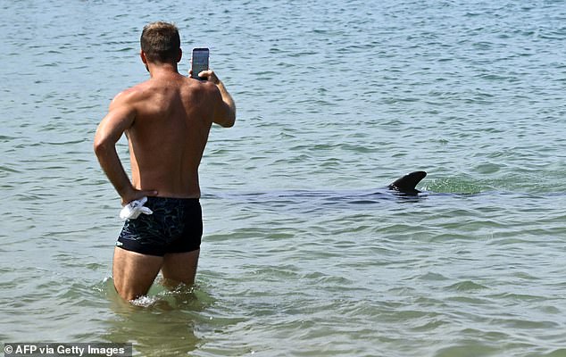 Separate dolphin in France faces danger as crowds surround her