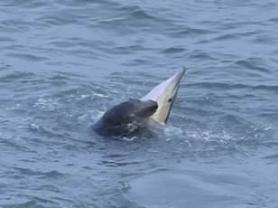 Separate dolphin in France faces danger as crowds surround her